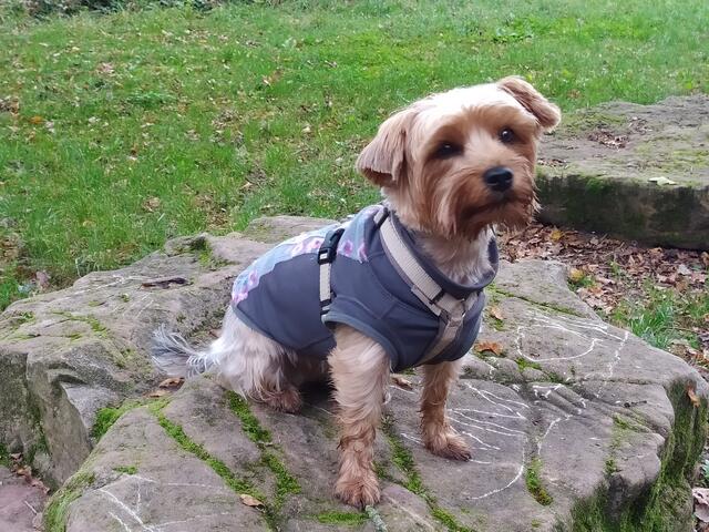 Sie kennt ihr schon - das ist Lilly 😊 | Foto: sigischlottke