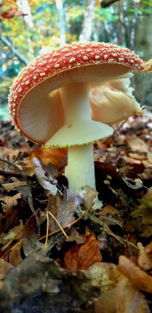 Pilzzeit | Foto: WandernGabyErich