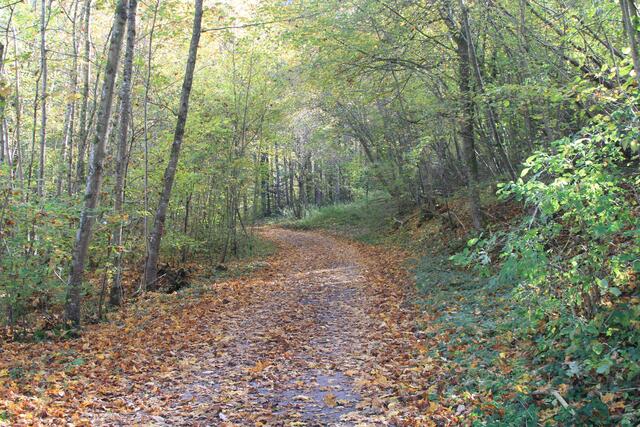 Die Herbstfarben sind einfach traumhaft🍁🍂😍🍂🍁 | Foto: Ralf Röser