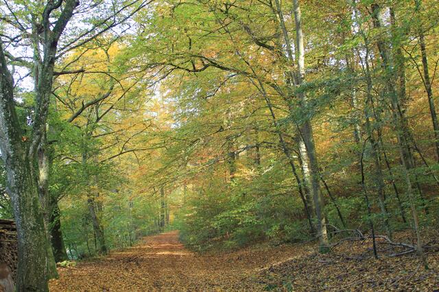 Die Herbstfarben sind einfach traumhaft🍁🍂😍🍂🍁 | Foto: Ralf Röser