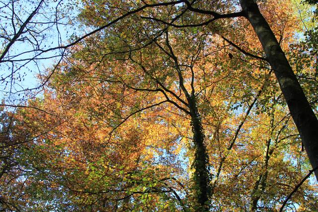 die Herbstfarben sind einfach herrlich🍁🍂😍🍂🍁 | Foto: Ralf Röser