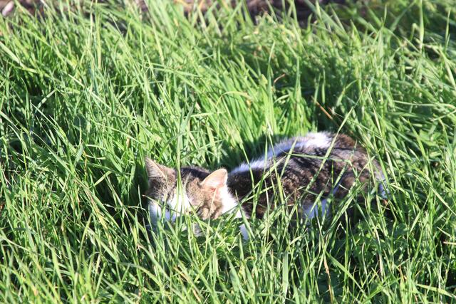 Miau | Foto: Ralf Röser