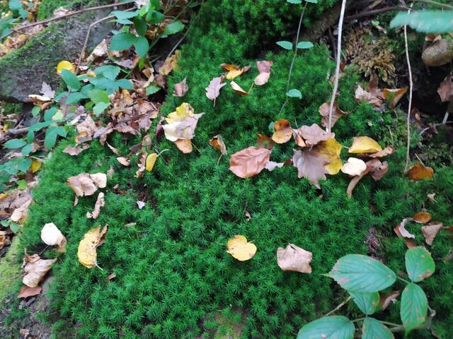Immer wieder herrliches frisch-grünes Moos.  | Foto: sigischlottke