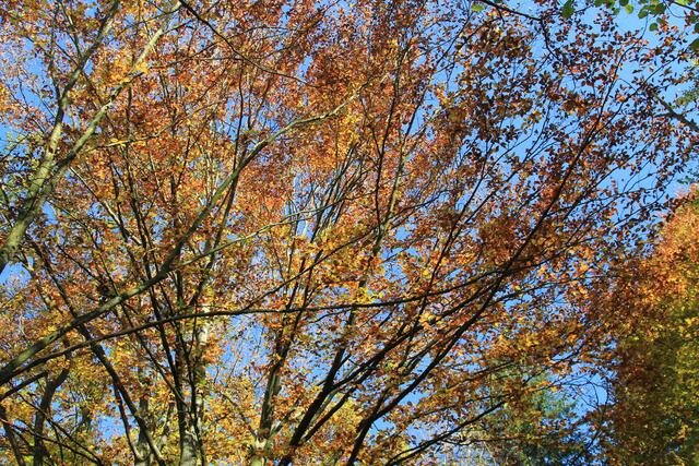 die Herbstfarben sind einfach herrlich🍁🍂😍🍂🍁 | Foto: Ralf Röser