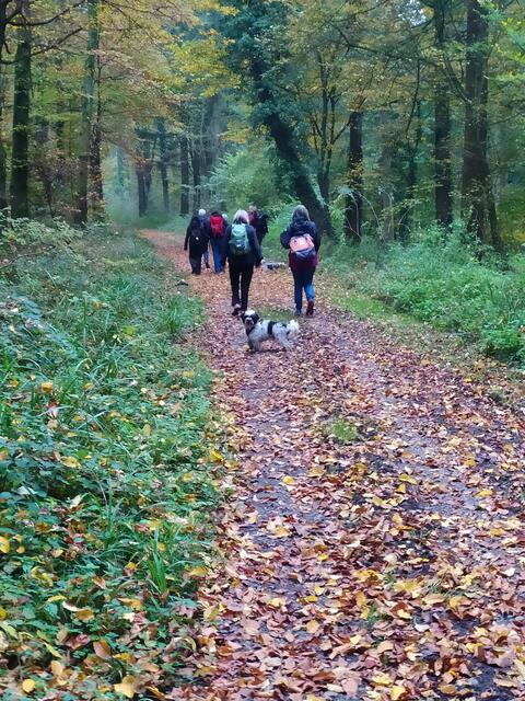 Durch schönen Herbstwald wandern wir nun wieder bergab - dem Neckar zu.  | Foto: sigischlottke