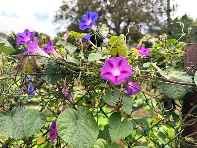 Foto: Heide Böllinger aus Bad Friedrichshall