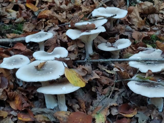 Hübsche Pilze am Wegesrand.  | Foto: sigischlottke