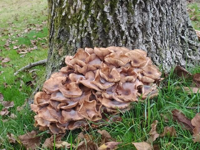 An dem Baumpilz bin ich ohne fotografieren auch nicht vorbei gekommen.  | Foto: sigischlottke