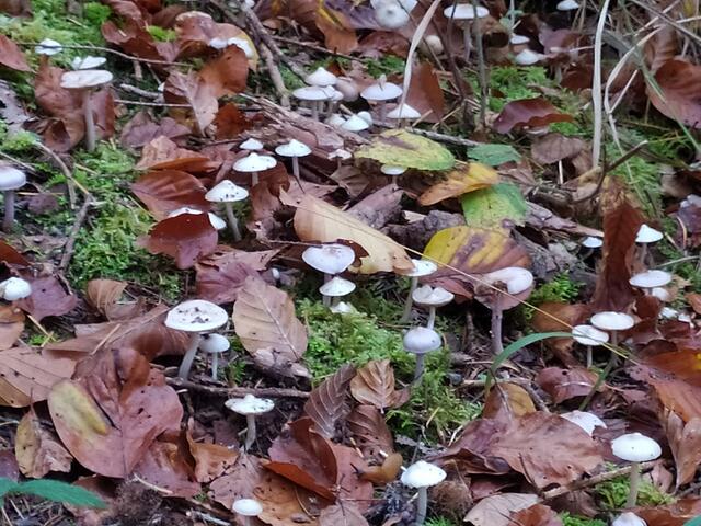 Ein Meer von Minipilzchen.  | Foto: sigischlottke