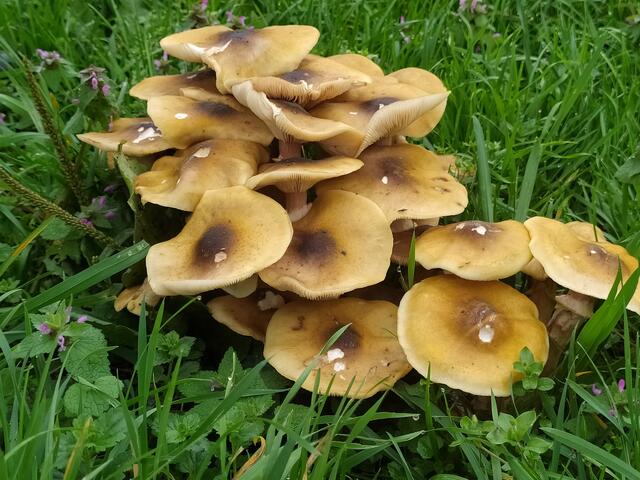 In einer Wiese einige Büschel dieses Pilzes.  | Foto: sigischlottke