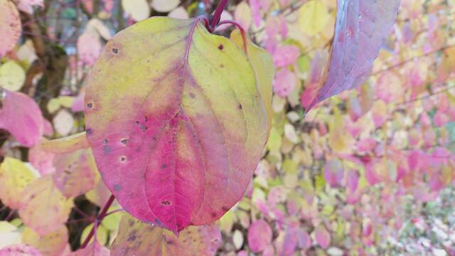 Farbenfroh🍁🍂😍🍂🍁🎃 | Foto: Ralf Röser