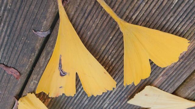 Farbenfroh🍁🍂😍🍂🍁🎃 | Foto: Ralf Röser