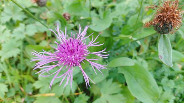 Farbenfroh🍁🍂😍🍂🍁🎃 | Foto: Ralf Röser