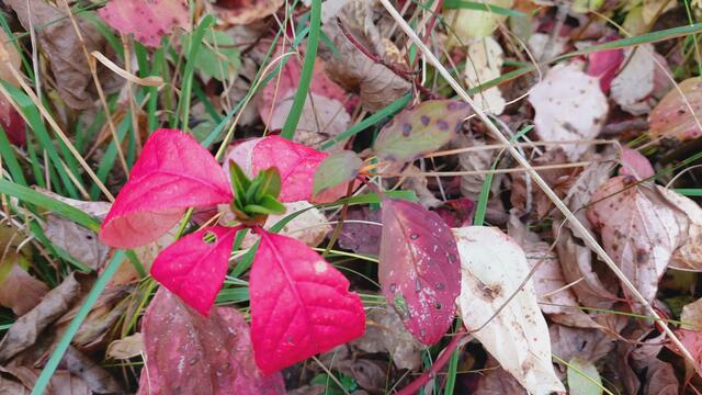 Farbenfroh🍁🍂😍🍂🍁🎃 | Foto: Ralf Röser