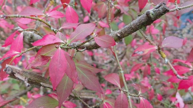 Farbenfroh🍁🍂😍🍂🍁🎃 | Foto: Ralf Röser
