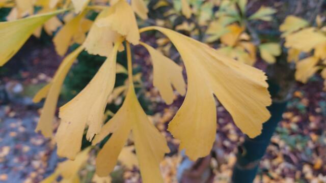 Farbenfroh🍁🍂😍🍂🍁🎃 | Foto: Ralf Röser