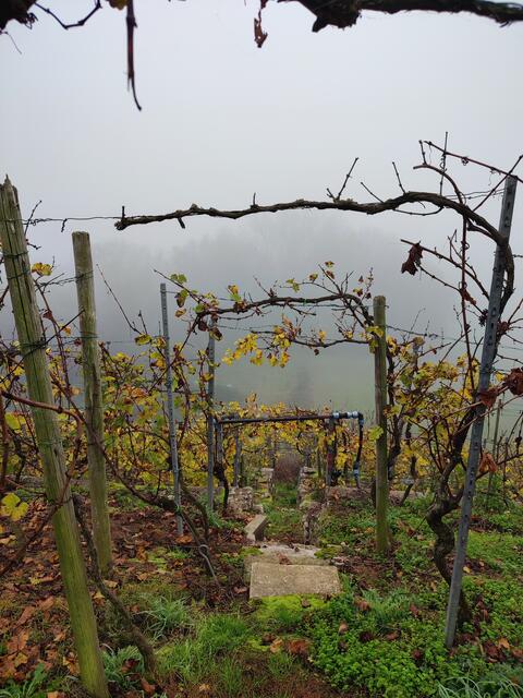 Ausblick als Einblick in den Nebel | Foto: Aurelia Kling