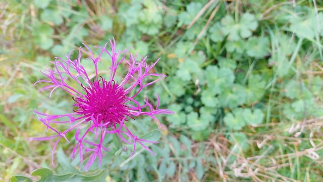 Farbenfroh🍁🍂😍🍂🍁🎃 | Foto: Ralf Röser