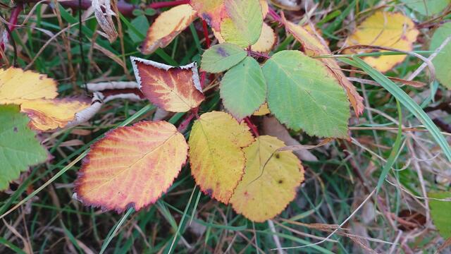 Farbenfroh🍁🍂😍🍂🍁🎃 | Foto: Ralf Röser