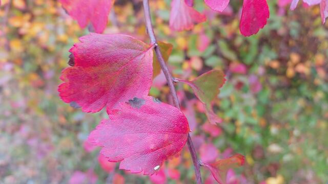 Farbenfroh🍁🍂😍🍂🍁🎃 | Foto: Ralf Röser