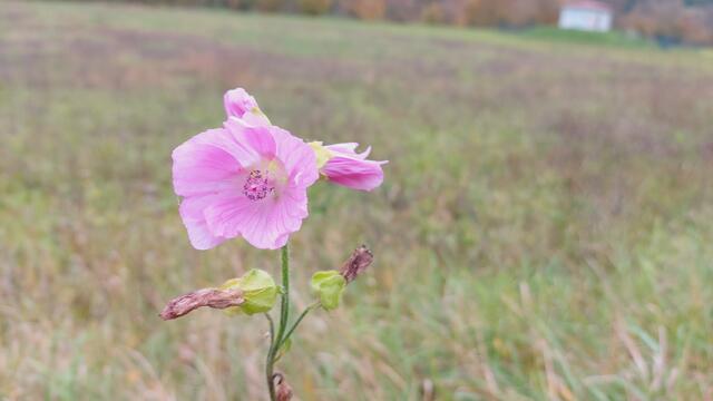 Farbenfroh🍁🍂😍🍂🍁🎃 | Foto: Ralf Röser