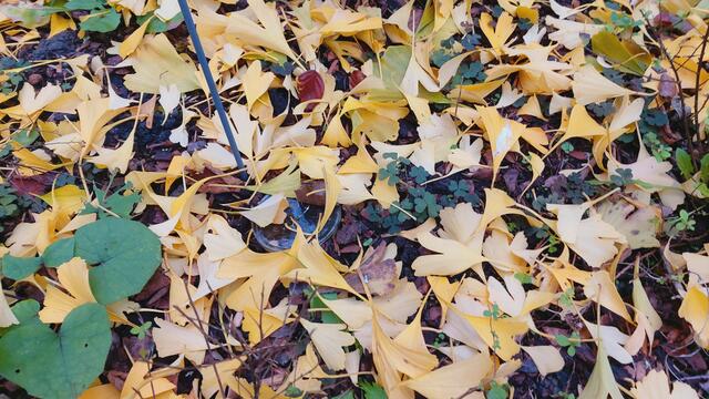 Farbenfroh🍁🍂😍🍂🍁🎃 | Foto: Ralf Röser