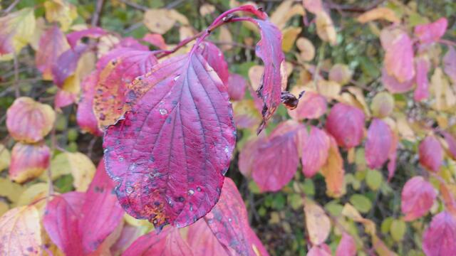 Farbenfroh🍁🍂😍🍂🍁🎃 | Foto: Ralf Röser