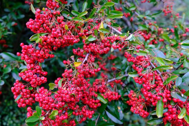 Foto: Eduard Warenik