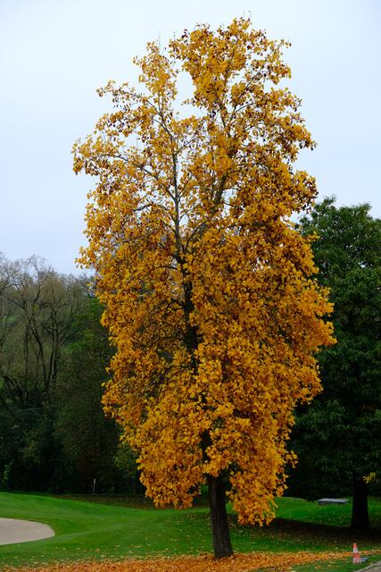 Foto: Eduard Warenik