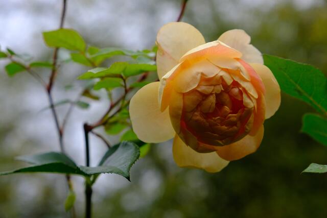 Foto: Eduard Warenik