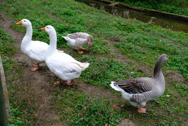 Foto: Eduard Warenik