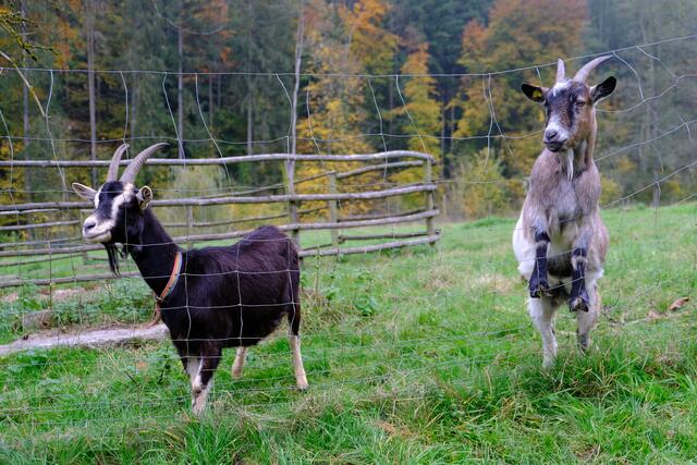 Foto: Eduard Warenik