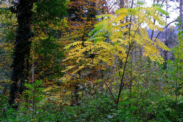 Foto: Eduard Warenik