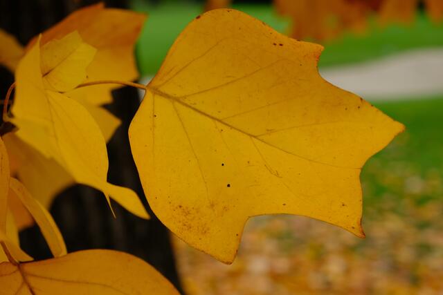 Foto: Eduard Warenik