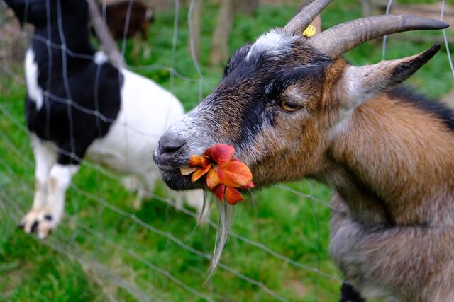 Foto: Eduard Warenik