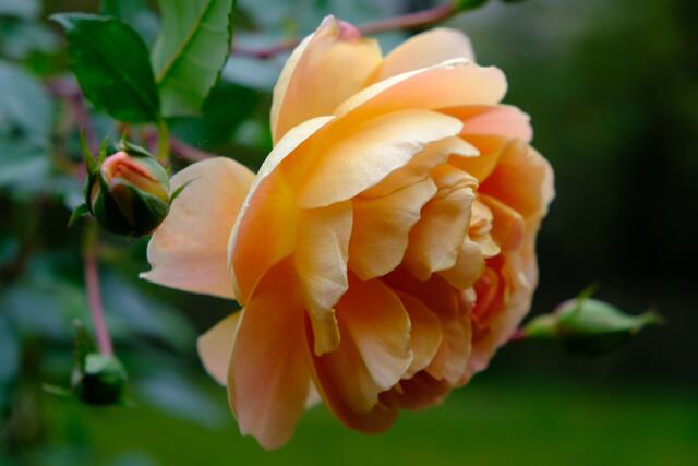 Foto: Eduard Warenik