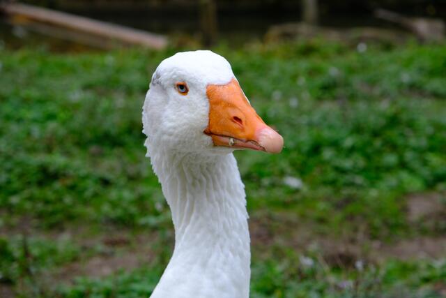 Foto: Eduard Warenik