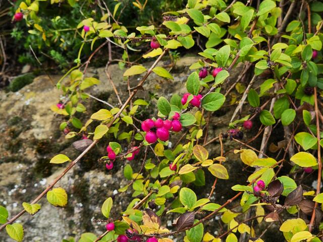 Foto: Heidrun Rosenberger