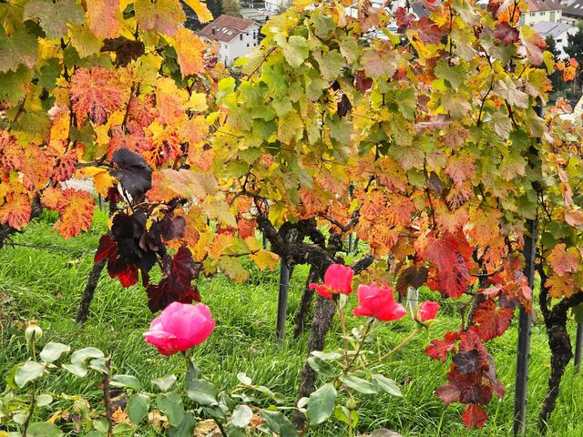 Foto: Heidrun Rosenberger