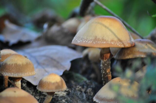 Pilze im Wald | Foto: Daniela Somers