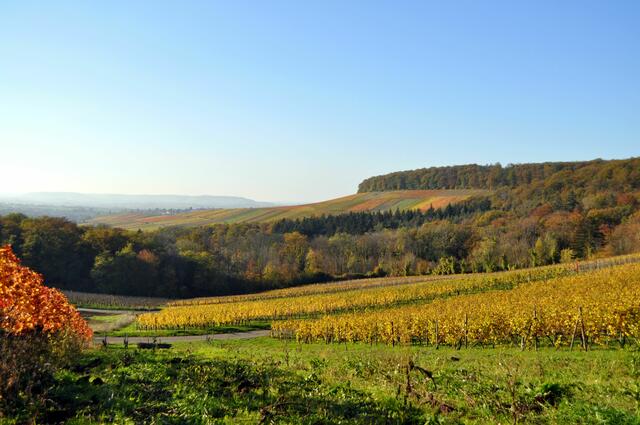 Die Weinberge leuchten in der Sonne. Blick von Donnbronn Richtung Flein. | Foto: Daniela Somers