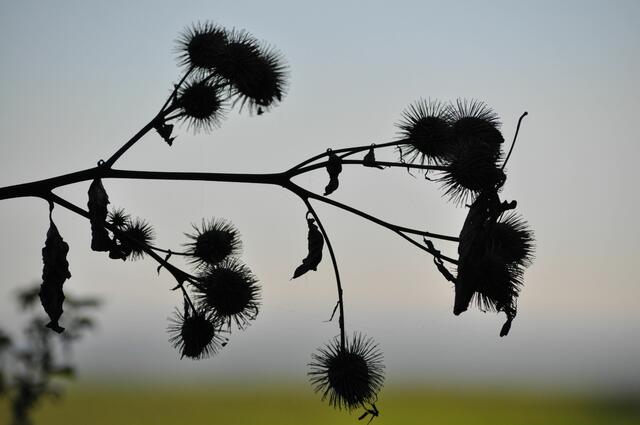 Disteln im Gegenlicht. | Foto: Daniela Somers