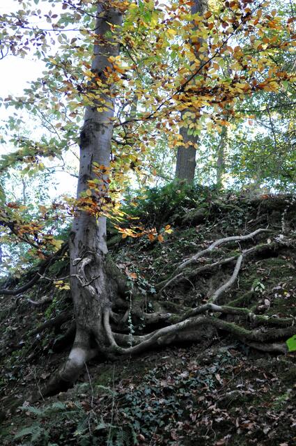 Wie lange sich dieser Baum wohl noch halten kann? | Foto: Daniela Somers