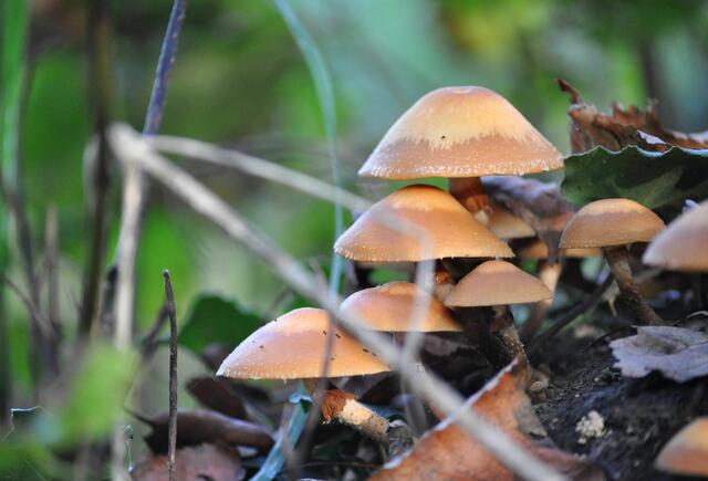Pilze im Wald | Foto: Daniela Somers