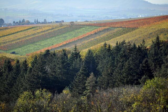 Die Weinberge leuchten in der Sonne. Blick von Donnbronn Richtung Flein. | Foto: Daniela Somers