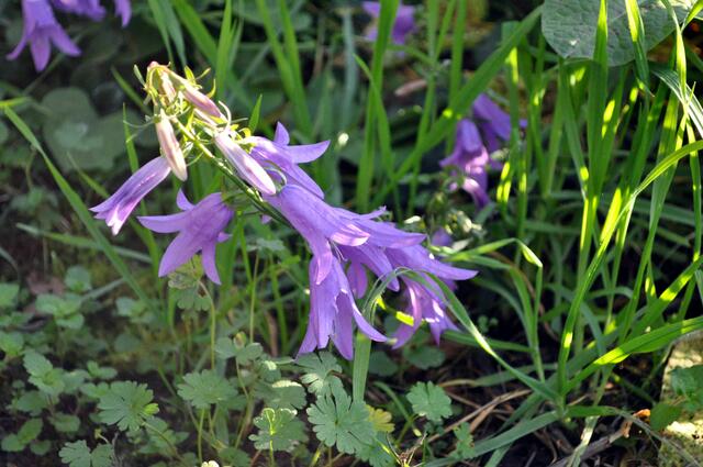 Die Glockenblumen am Rand der Weinberge bringen richtig Farbe ins Spiel | Foto: Daniela Somers