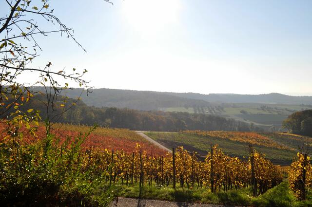 Die Weinberge leuchten in der Sonne. Blick von Donnbronn Richtung Flein. | Foto: Daniela Somers