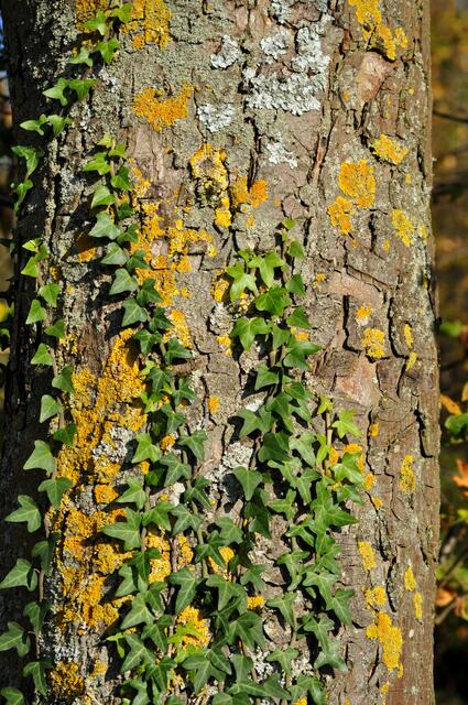 Selbst an den Baumstämmen gibts verschieden Farben zu sehen.  | Foto: Daniela Somers