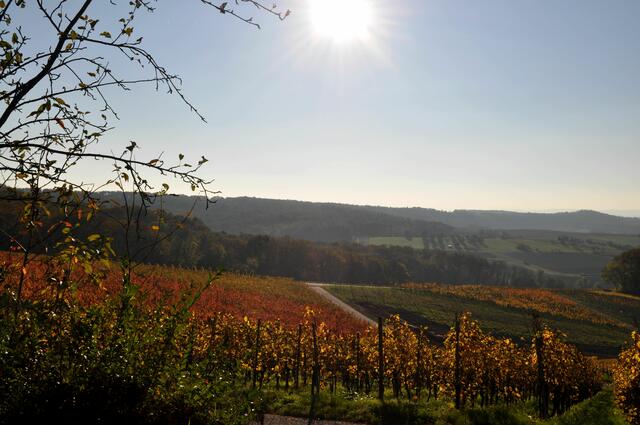 Die Weinberge leuchten in der Sonne. Blick von Donnbronn Richtung Flein. | Foto: Daniela Somers