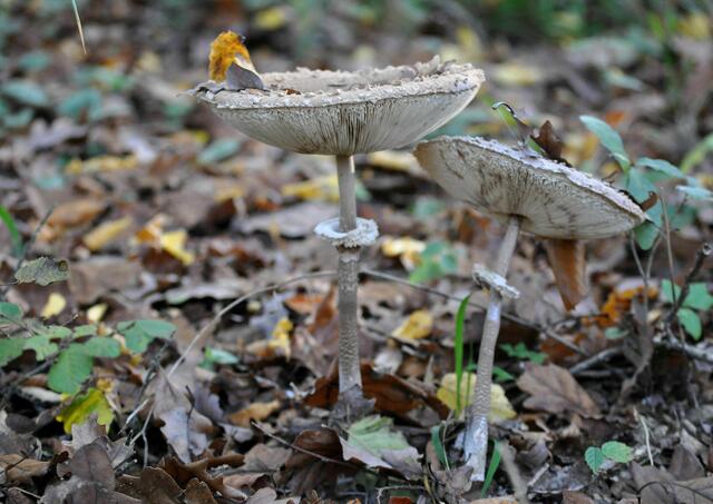Nicht sehr farbig. Eben nur Grau. Dafür ist ihre Form schön. | Foto: Daniela Somers